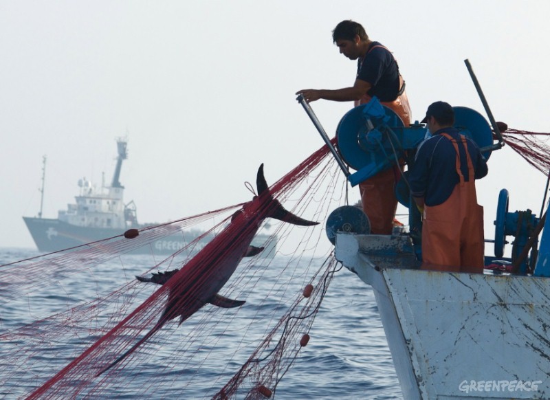 Рыболовное дело Кипра2