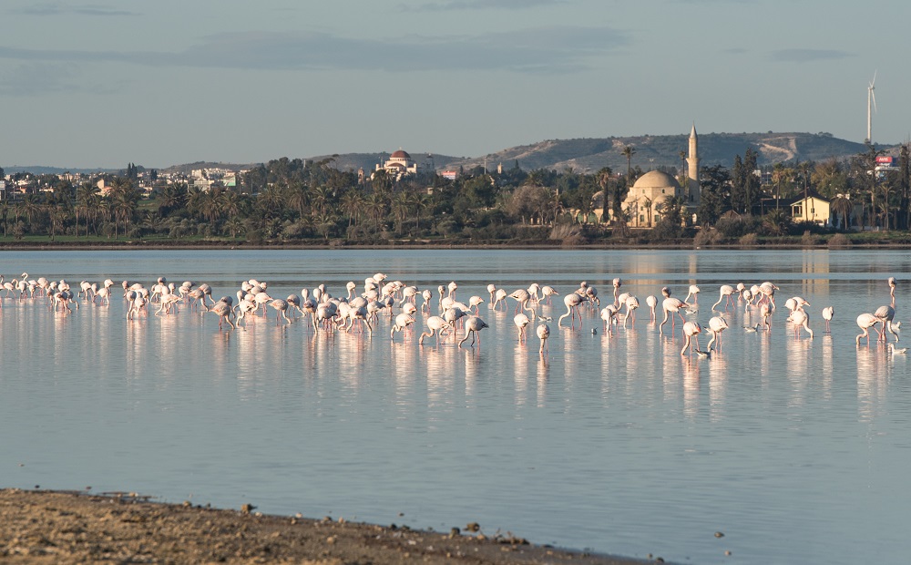 Flamingo na Kipre
