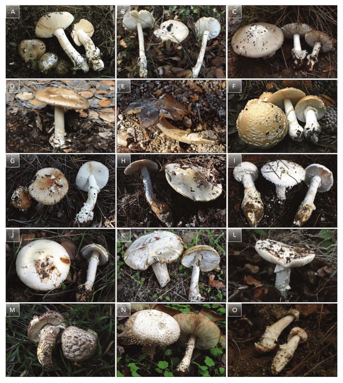 ядовитые грибы 