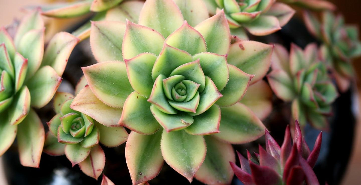 альстромерия в горшке. цветы в горшке сонник толкование. цветы в горшках толкование сна. лобелия ампельная каскад блю. расшифровать сон цветок в горшке.