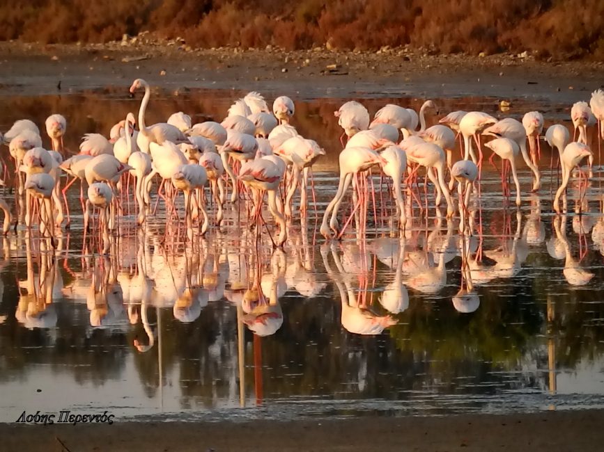 flamingo louis perendos 4