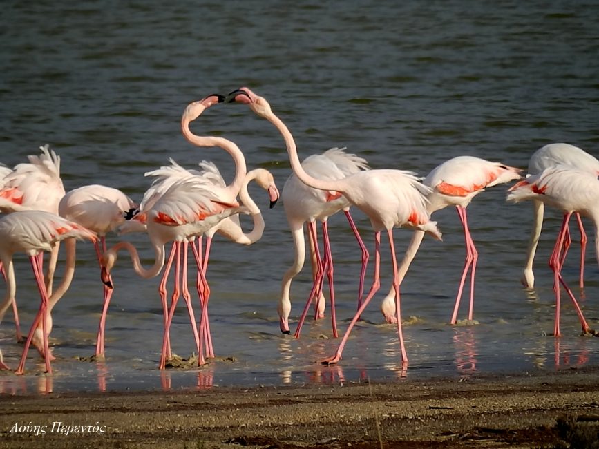 flamingo louis perendos 6