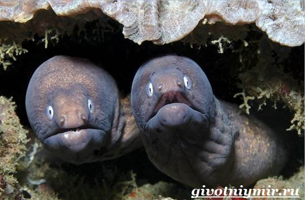 рыба крылатка на кипре. Смотреть фото рыба крылатка на кипре. Смотреть картинку рыба крылатка на кипре. Картинка про рыба крылатка на кипре. Фото рыба крылатка на кипре рыба крылатка на кипре. Смотреть фото рыба крылатка на кипре. Смотреть картинку рыба крылатка на кипре. Картинка про рыба крылатка на кипре. Фото рыба крылатка на кипре