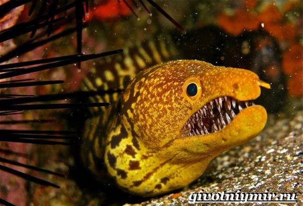 рыба крылатка на кипре. Смотреть фото рыба крылатка на кипре. Смотреть картинку рыба крылатка на кипре. Картинка про рыба крылатка на кипре. Фото рыба крылатка на кипре рыба крылатка на кипре. Смотреть фото рыба крылатка на кипре. Смотреть картинку рыба крылатка на кипре. Картинка про рыба крылатка на кипре. Фото рыба крылатка на кипре