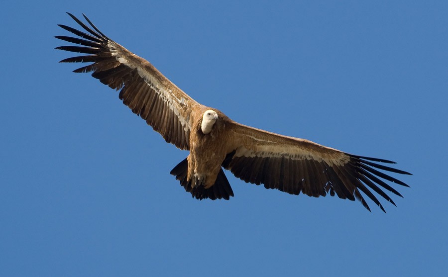 rondatoday griffon vulture