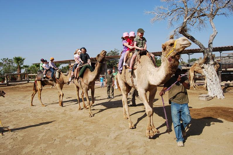 camel park mazotos 1