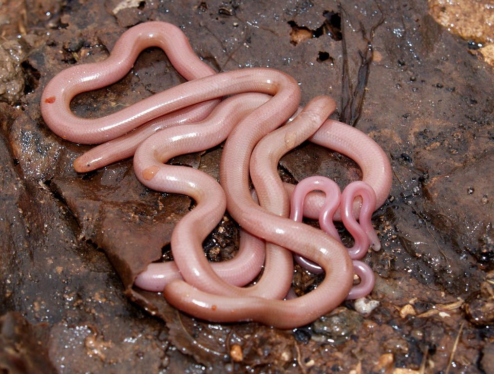 Typhlops vermicularis Ανίλιος