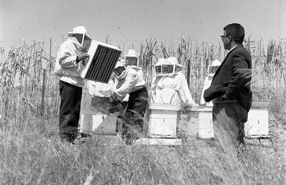 пчеловодство на кипре4 минсельхоз кипра