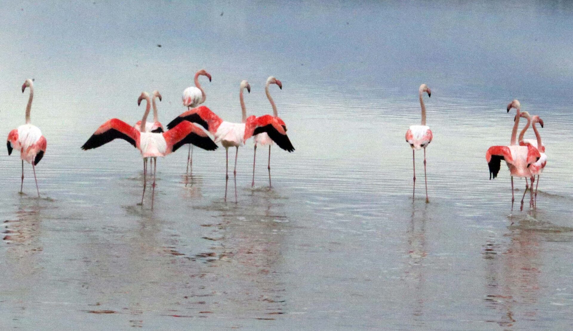 flamingo Christos Theodorides cm 8