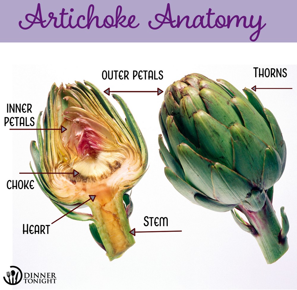 Artichoke Anatomy 101