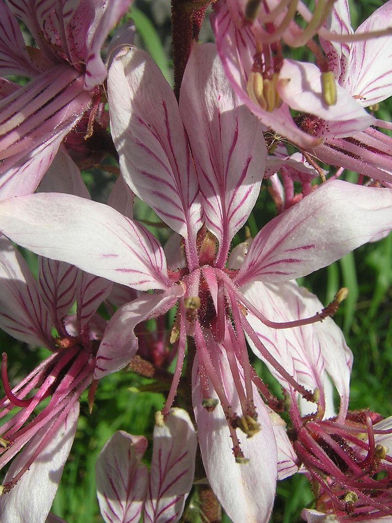 Dictamnus albus flower wikipedia org