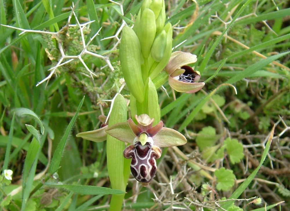 Ophrys kotschyi Pentadaktylos wikimedia Ch.Neophytou