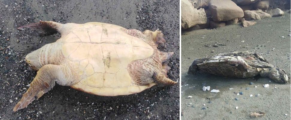 dead turtles larnaca offsite