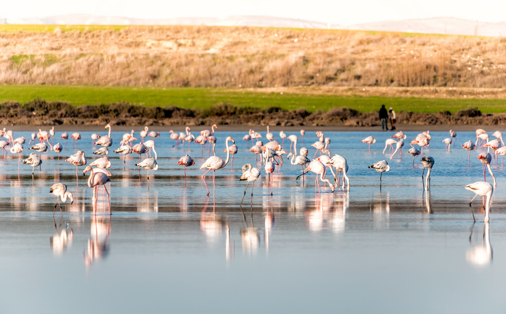 group flamingoes feeding salt lake larnaca cyprus