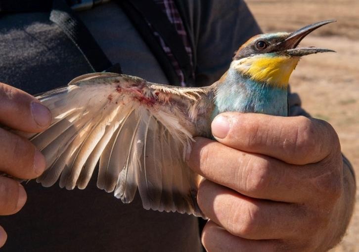 менеу пострадавшие птицы BirdLife Cyprus3