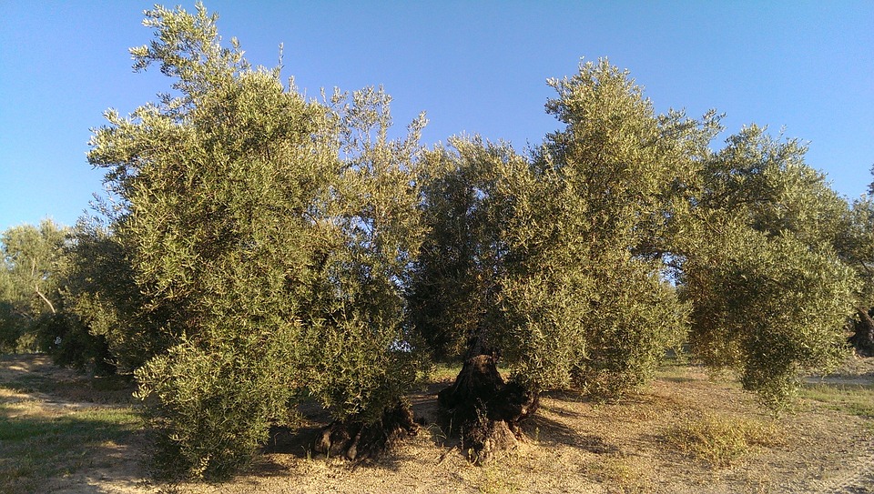 Nick Theodoulou olive grove cm