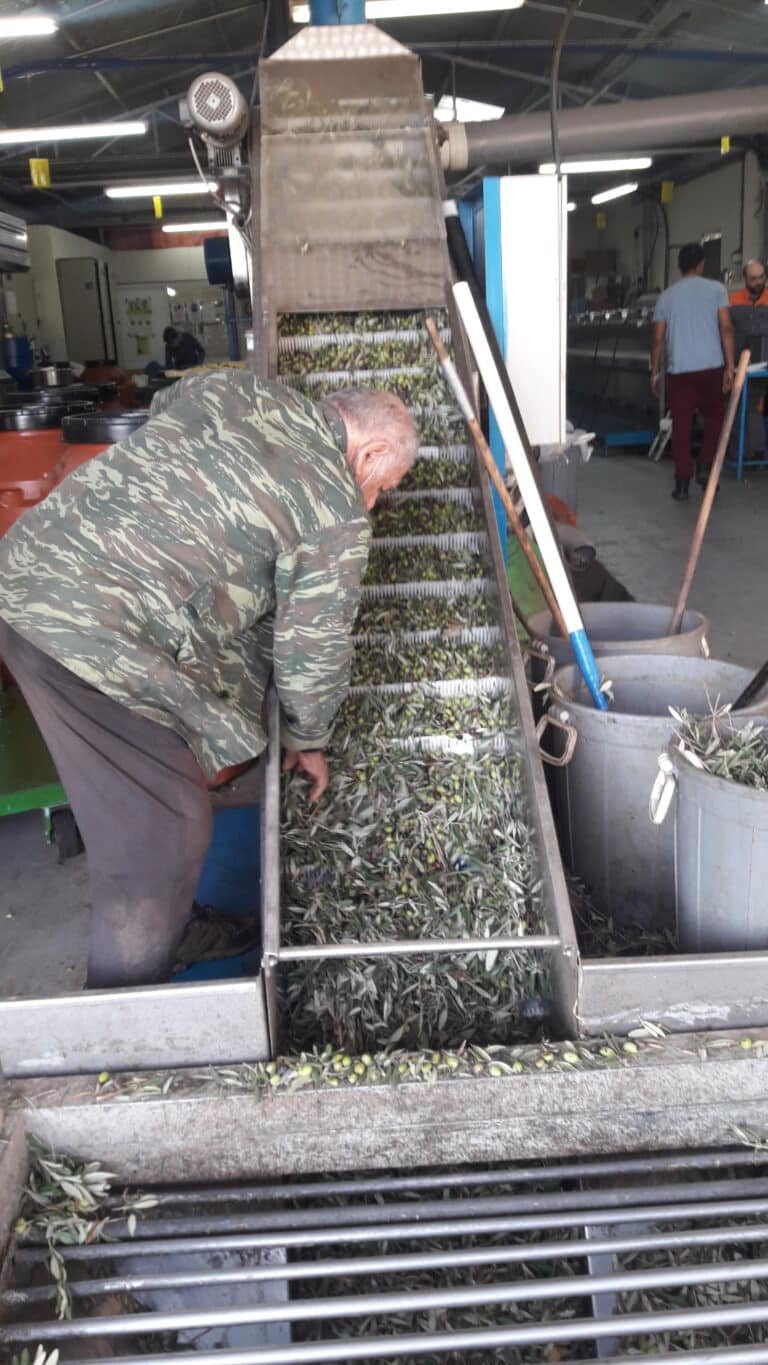 Nick Theodoulou olives are put into a conveyer cm