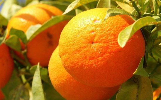 Кипрские фрукты могут вернуться в Россию