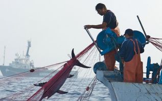 Рыболовное дело Кипра