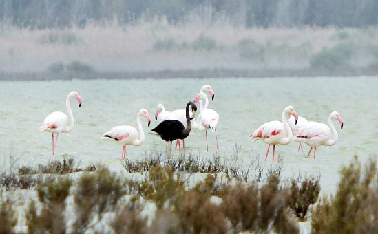 Черный фламинго в Акротири