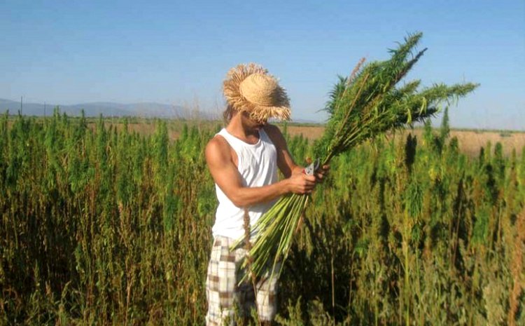 На Кипре будут выращивать коноплю?