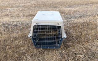 Фото: https://in-cyprus.com/rescued-young-foxes-released-back-into-the-wild/