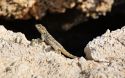 На Кипре обнаружен новый эндемичный вид рептилий