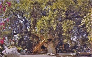 https://allaboutlimassol.com/en/royal-oak-the-giant-tree-that-became-a-landmark-of-the-limassol-mountain-area