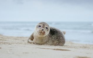 В Пейе отчуждают недвижимость ради тюленей