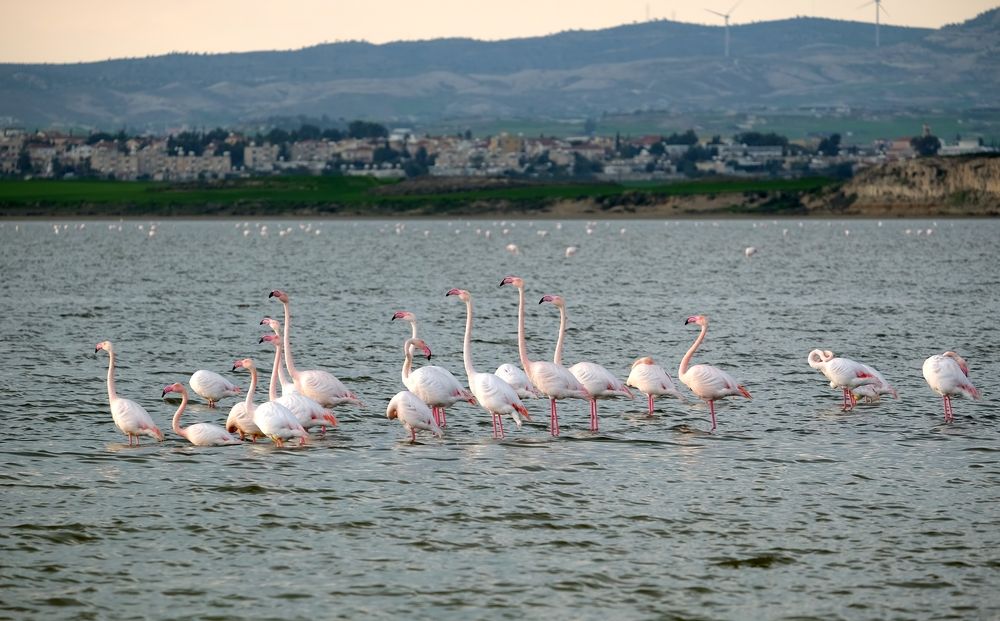 В Ларнаку вернулись фламинго