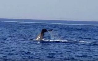 У берегов Ларнаки был замечен кит