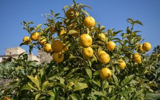 10 лайфхаков: что надо знать о зимних фруктах на Кипре