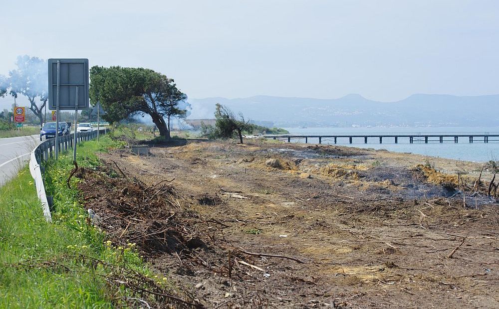 Вырубленные акации на побережье у деревень Лимни и Аргака в марте 2019 г. Фото politis.com.cy