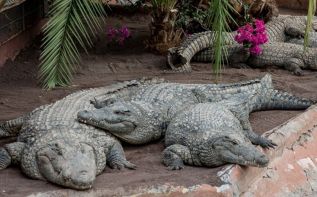 Строительство парка крокодилов под вопросом