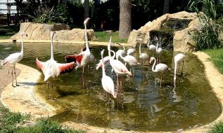 Старый новый зоопарк Limassol Zoo