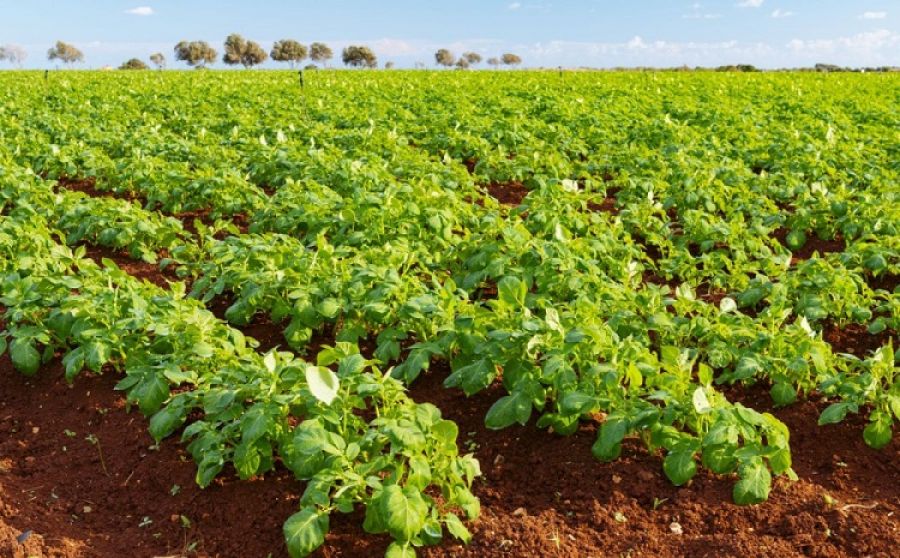Кипр и Общая сельскохозяйственная политика ЕС