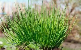 Полезные кипрские травы