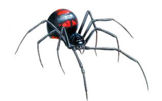 Надо ли бояться кипрских пауков?
