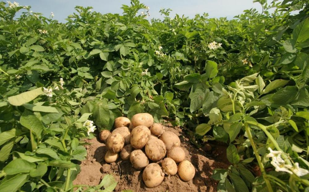 Секреты кипрской картошки