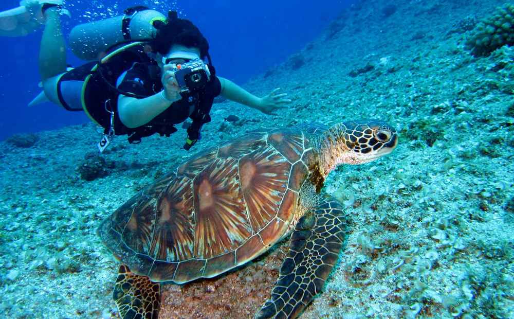 За кипрскими морскими черепахами начали следить из космоса