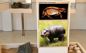 Музей Akamas Geology and Paleontology Information Centre в деревне Пано Ародес